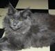 Maine Coon Shirley
