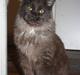 Maine Coon Gibson