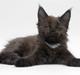 Maine Coon Calvin Klein