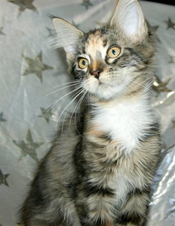 Maine Coon lykkekatte Lakota billede 1