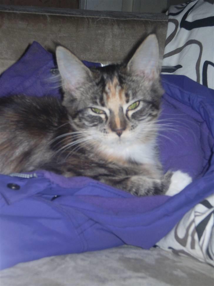 Maine Coon lykkekatte Lakota billede 2