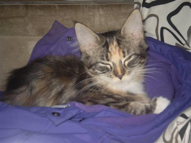 Maine Coon lykkekatte Lakota billede 3