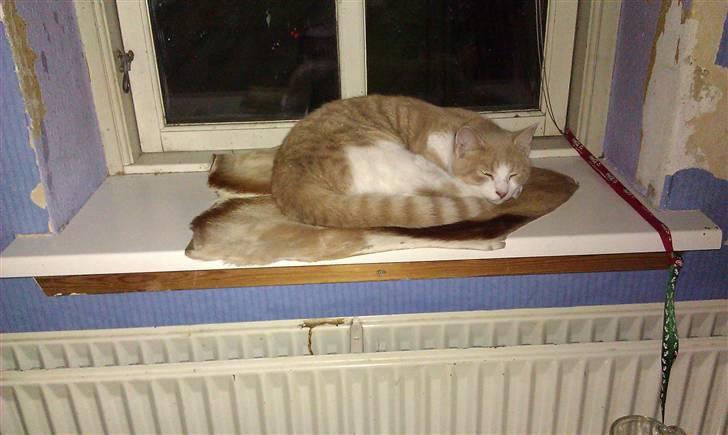 Huskat Spigo - Flyttet på en Gård <3 billede 9