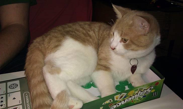 Huskat Spigo - Flyttet på en Gård <3 billede 10