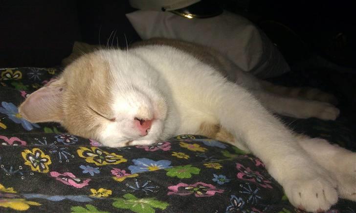 Huskat Spigo - Flyttet på en Gård <3 billede 12