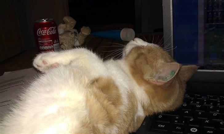 Huskat Spigo - Flyttet på en Gård <3 billede 14