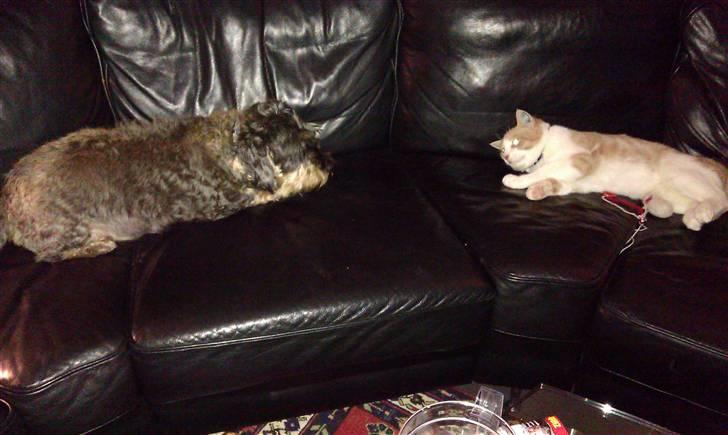 Huskat Spigo - Flyttet på en Gård <3 billede 15