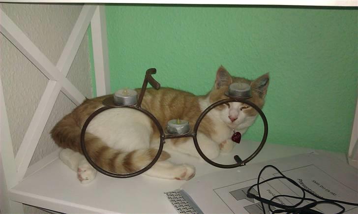 Huskat Spigo - Flyttet på en Gård <3 billede 16