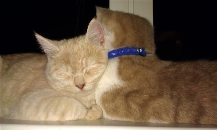 Huskat Spigo - Flyttet på en Gård <3 billede 17