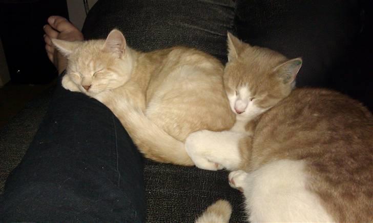 Huskat Spigo - Flyttet på en Gård <3 billede 18