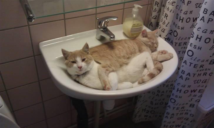 Huskat Spigo - Flyttet på en Gård <3 billede 19