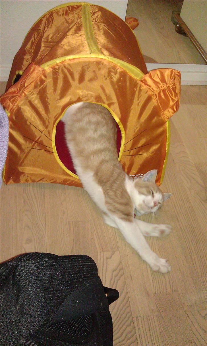 Huskat Spigo - Flyttet på en Gård <3 billede 20