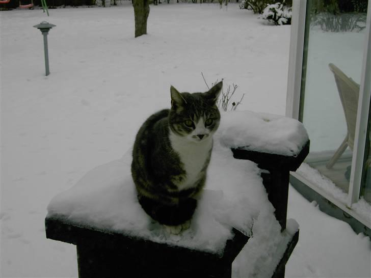 Huskat Duhcess - Duhcess på havegrillen. :) Billede: Far. billede 9