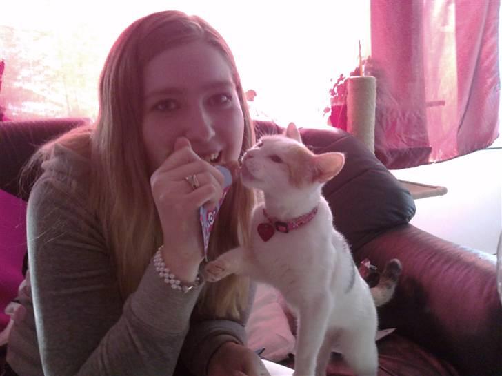 Tyrkisk Van Kida - Mums den is smager godt billede 14