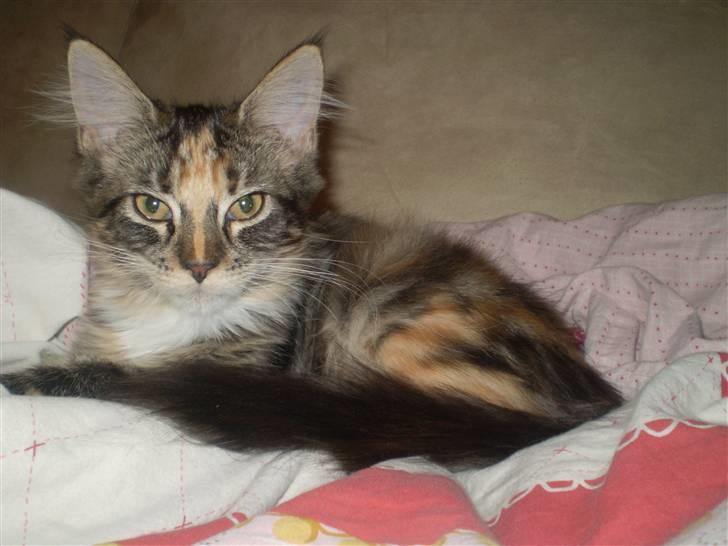 Maine Coon lykkekatte Lakota - åhhhhh mor fandt du lige en dyne til mig hi hi billede 4