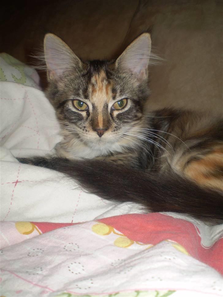 Maine Coon lykkekatte Lakota billede 5