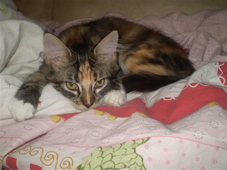 Maine Coon lykkekatte Lakota - heeey alle sammen se lige hvor uskyldig jeg er.... hi hi billede 6