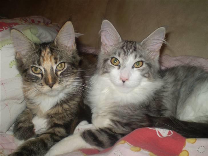 Maine Coon lykkekatte Lakota - åhhhh du er da lækker skal vi ikk være kærester.... *GGGG* billede 7