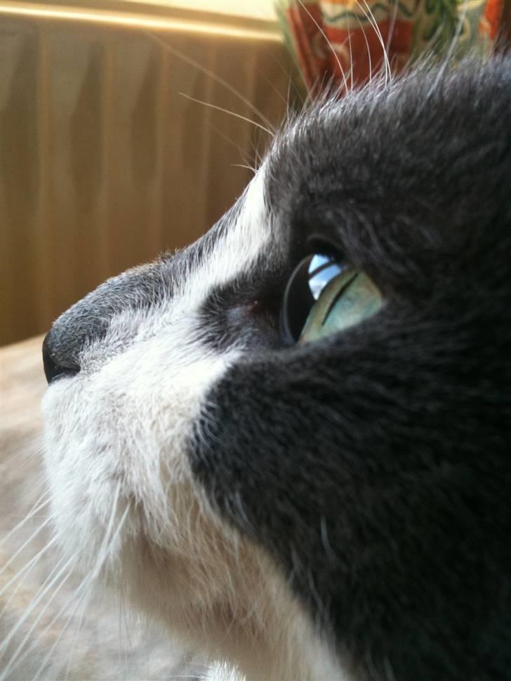 Huskat sif billede 8