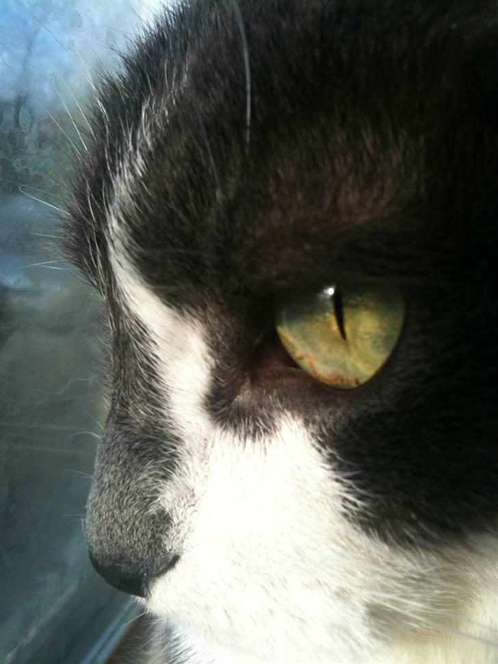 Huskat sif billede 9