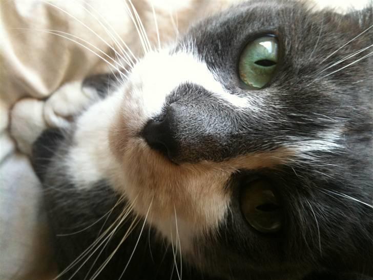 Huskat sif billede 10