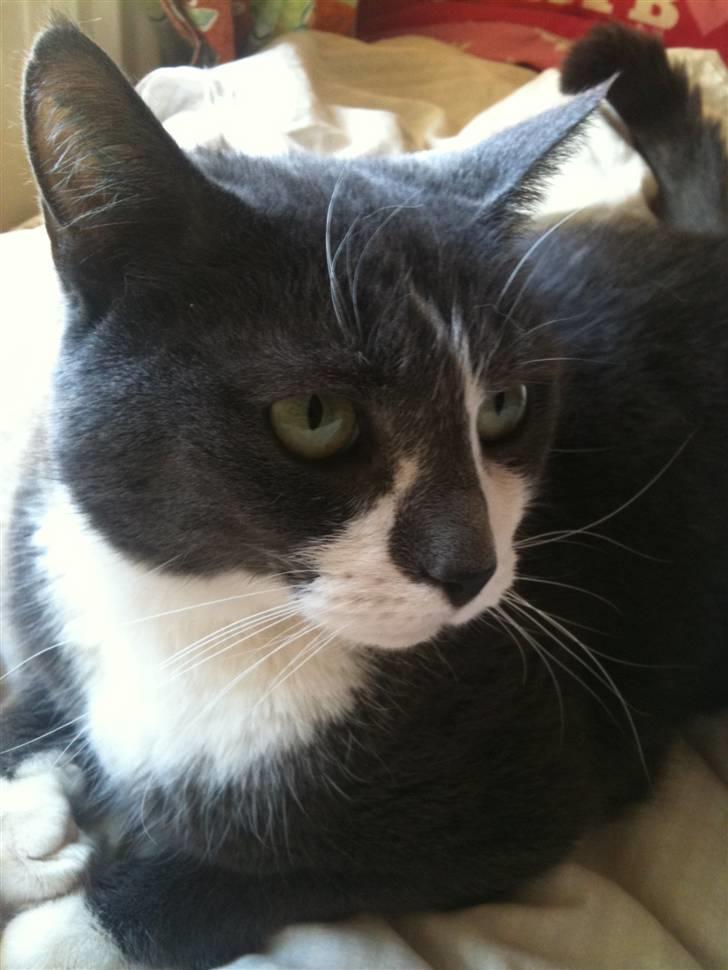 Huskat sif billede 11