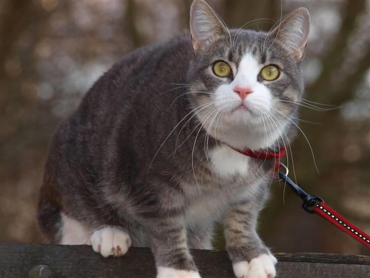 Huskat lille tøsen billede 9