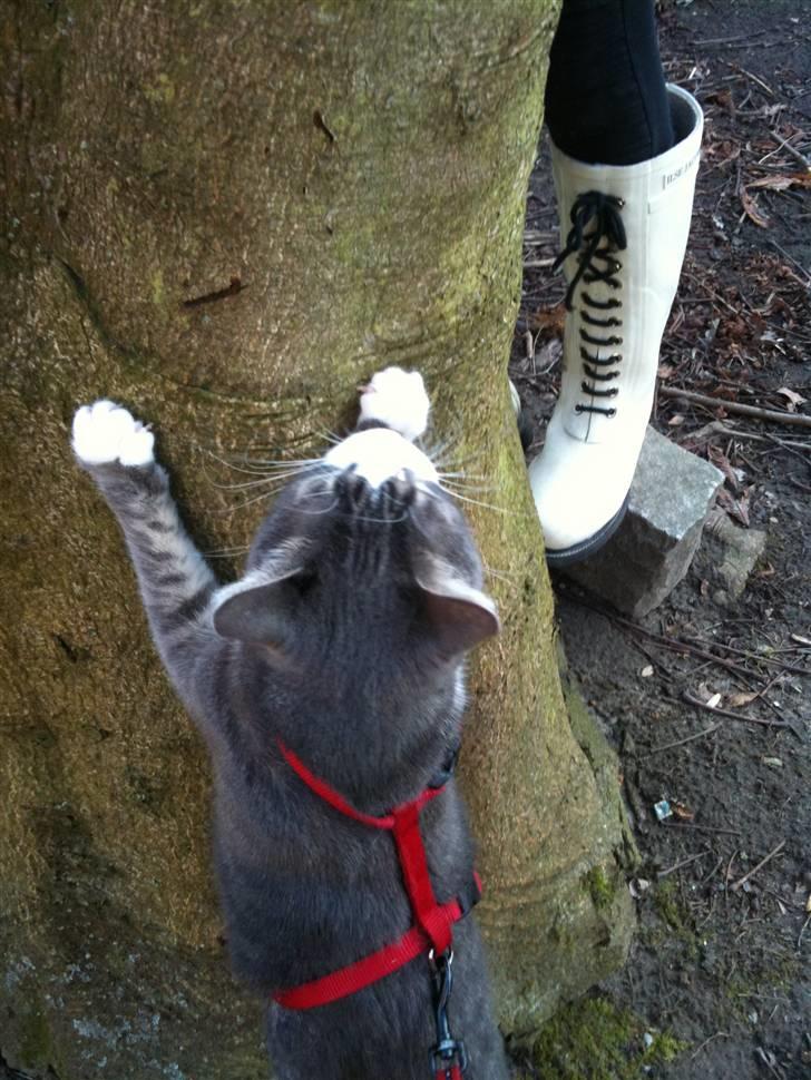 Huskat lille tøsen billede 10