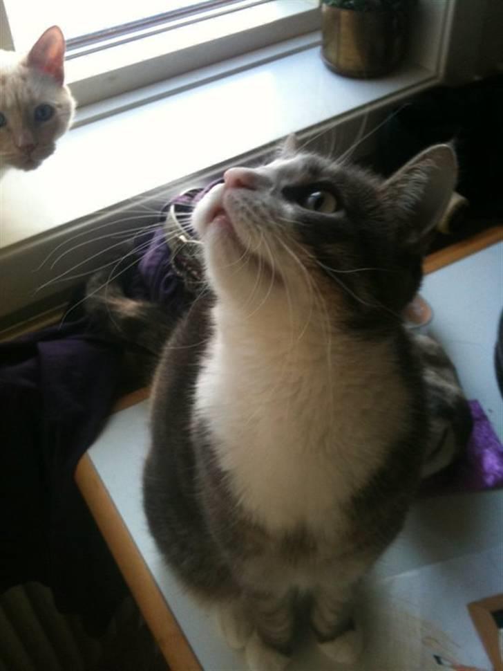 Huskat lille tøsen billede 11