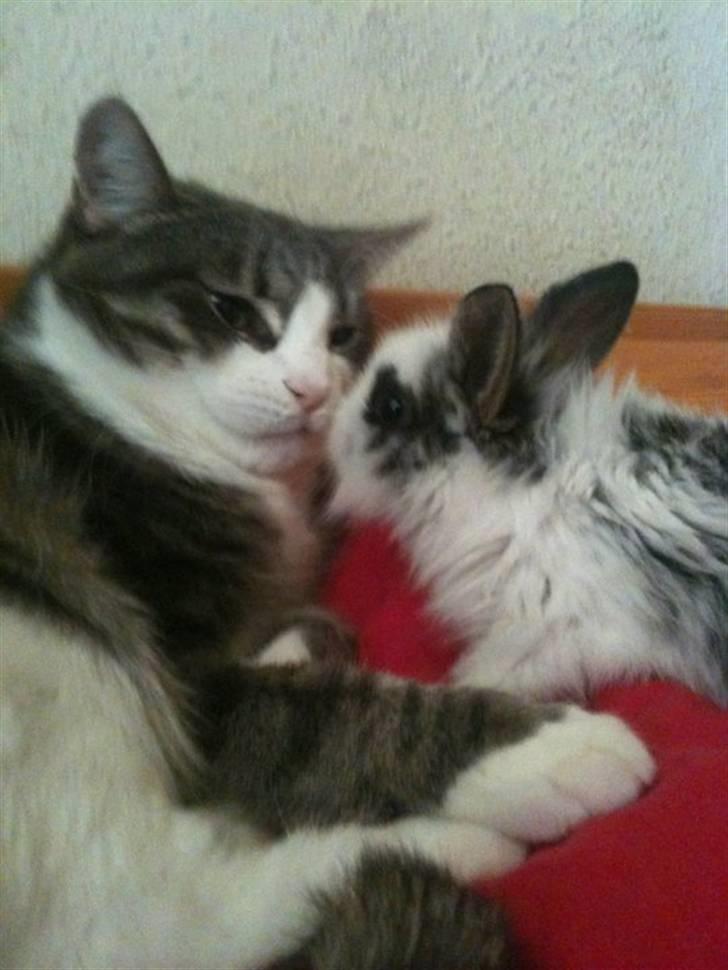 Huskat lille tøsen billede 12