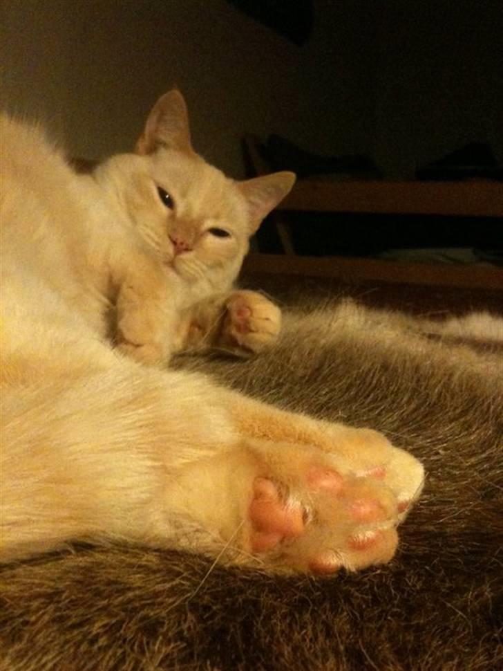 Huskat bino billede 14