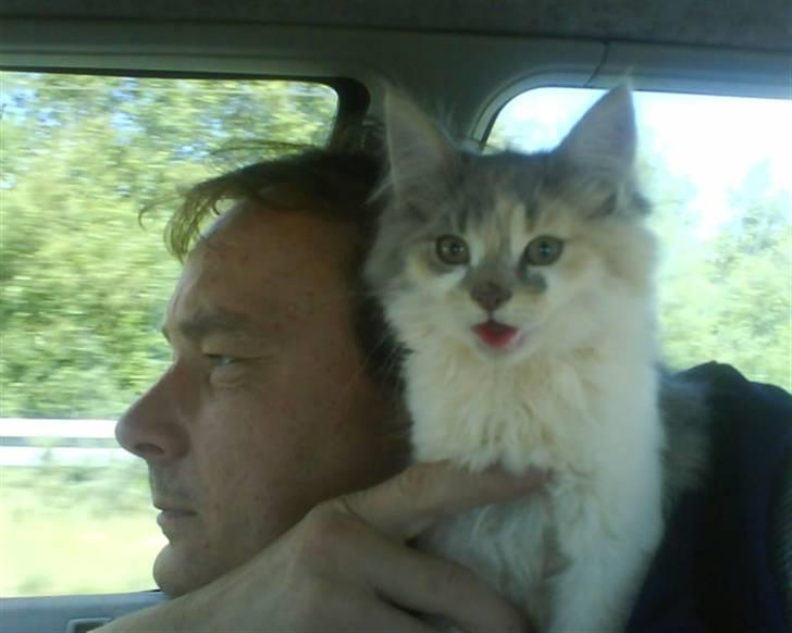 Blanding af racer Pusle Pii - Den dag vi hentede Pusle hjem :-) billede 2