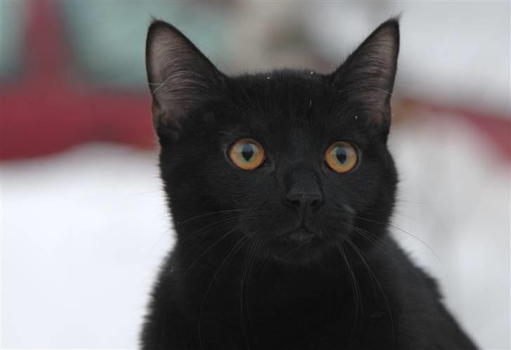 Europé FIN* Belagian Vihtori  - FIN * Belagian Vihtori (EUR n )  billede 1