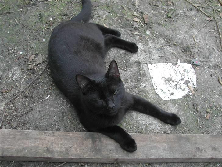 Europé FIN* Belagian Vihtori  - FIN * Belagian Vihtori (EUR n ), 7 måneder gamnmel , sommeren 2010 billede 2