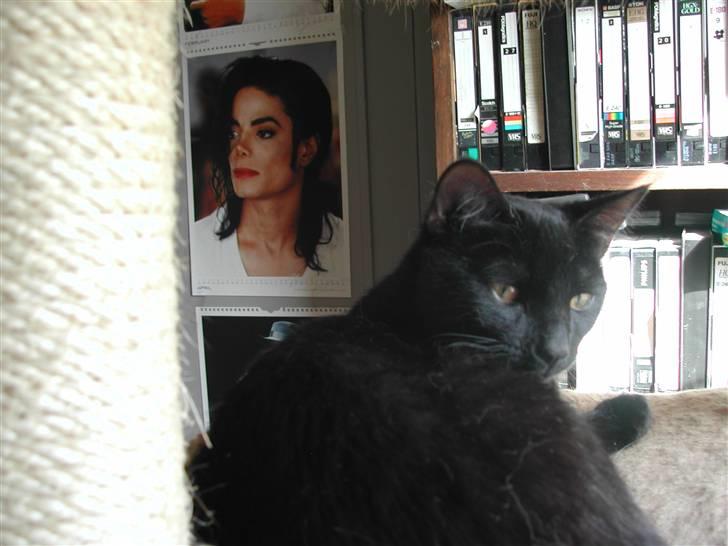 Europé FIN* Belagian Vihtori  - FIN * Belagian Vihtori (EUR n ), 8 måneder gamnmel , sommeren 2010 billede 3