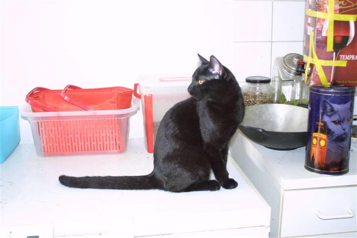 Europé FIN* Belagian Vihtori  - FIN * Belagian Vihtori (EUR n ) 6 måneder gammel, forår 2010 billede 4