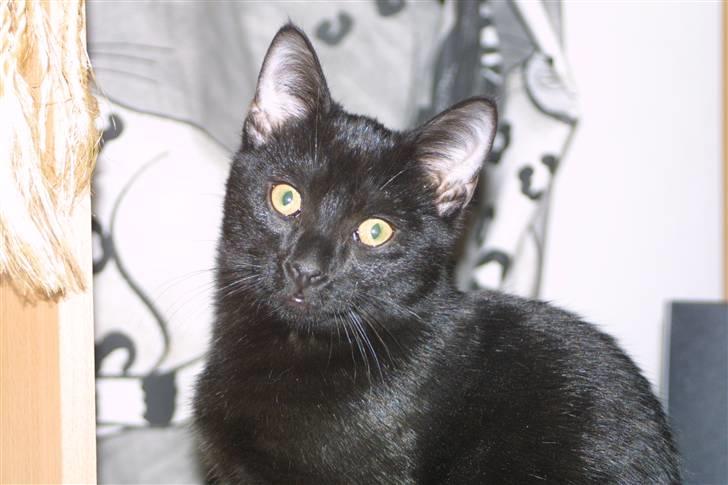 Europé FIN* Belagian Vihtori  - FIN * Belagian Vihtori (EUR n ), 4 måneder gammel. billede 5