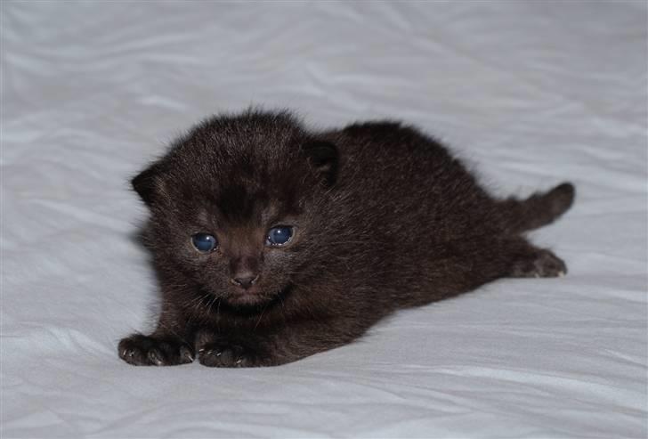 Europé FIN* Belagian Vihtori  - FIN * Belagian Vihtori (EUR n )..:-)) ..her 3 uger gammel.. billede 6