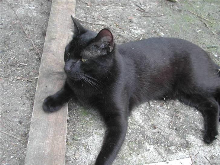 Europé FIN* Belagian Vihtori  - FIN * Belagian Vihtori (EUR n ), 8 måneder gamnmel , sommeren 2010 billede 7