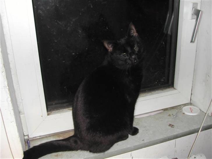 Europé FIN* Belagian Vihtori  - FIN * Belagian Vihtori (EUR n ), 16  måneder gamnmel , vinter  2011 billede 8