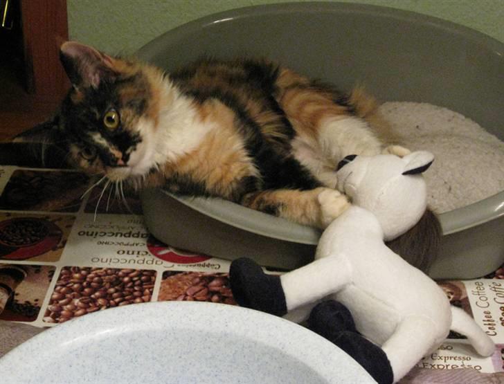 Maine Coon DK Bæklund's Issa billede 9