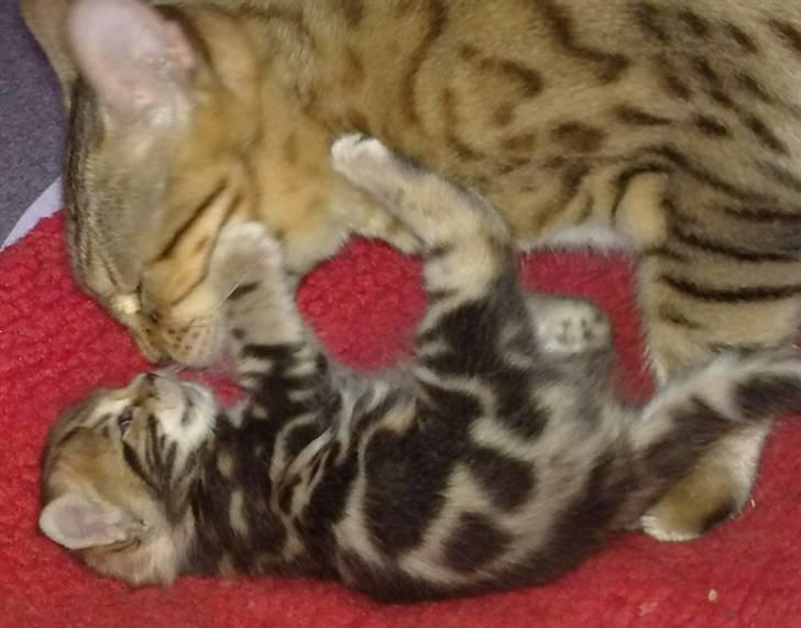 Bengal DK Northern Feline Asuri billede 14