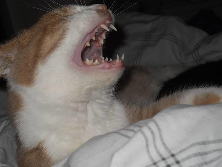 Huskat Sally ( måske Drægi ) billede 13