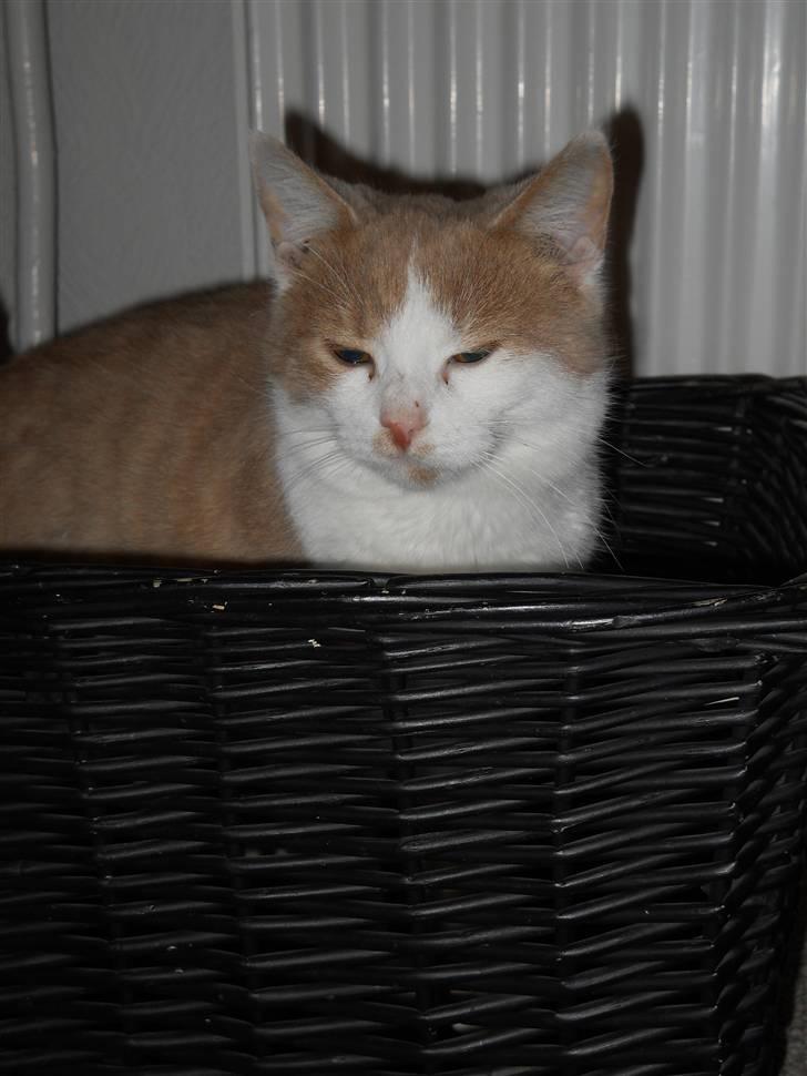 Huskat Sally ( måske Drægi ) billede 14