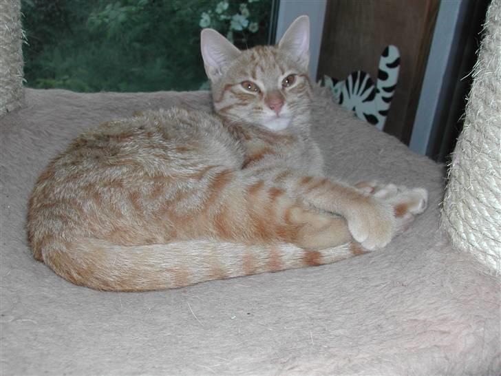 Europé DK Rothes Jacobine  - DK Rothes Jacobine (EUR d 24 ) rødspottet tabby hunkat, 8 md  billede 11