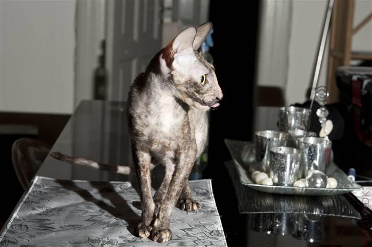 Cornish Rex street diva billede 7