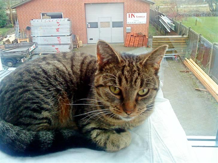 Huskat Sofine billede 1