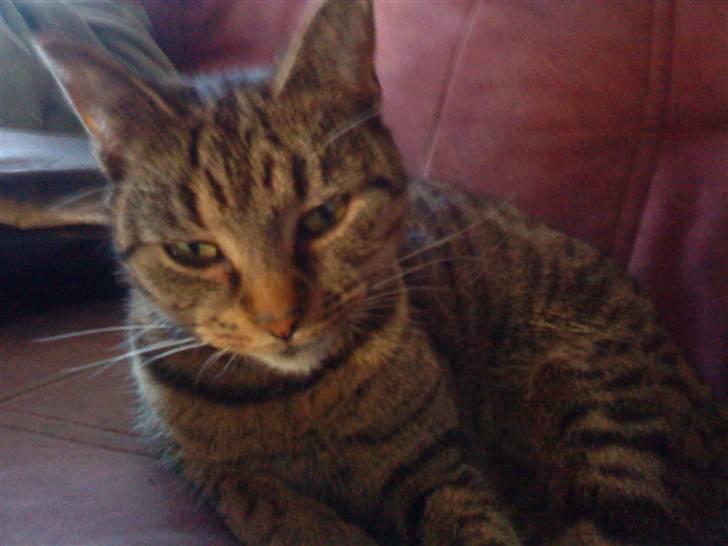 Huskat Sofine billede 2