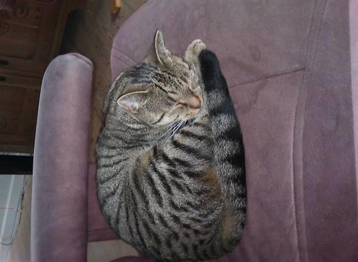 Huskat Sofine billede 3