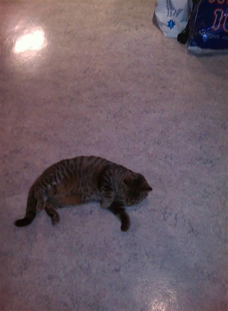 Huskat Sofine billede 4